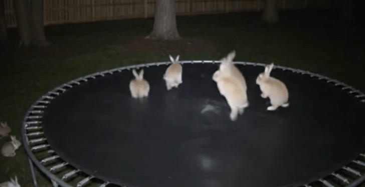 Bunnies Take Over Trampoline In Surprising Video