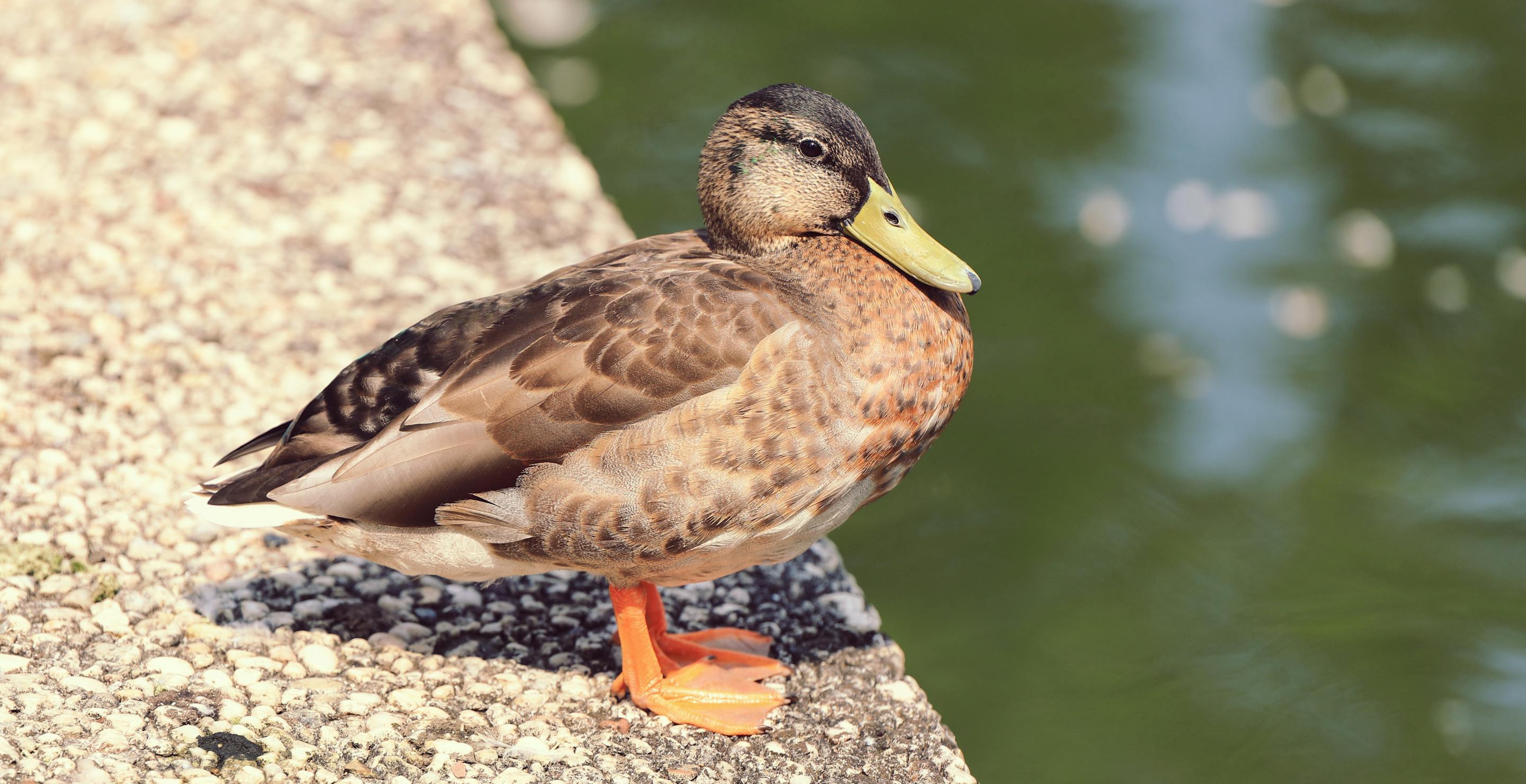 Duck Terrorizes People On College Campus, Attacks Woman 2 Days Apart