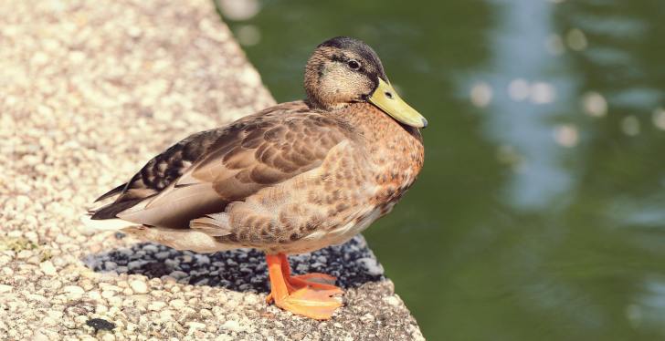 Duck Terrorizes People On College Campus, Attacks Woman 2 Days Apart
