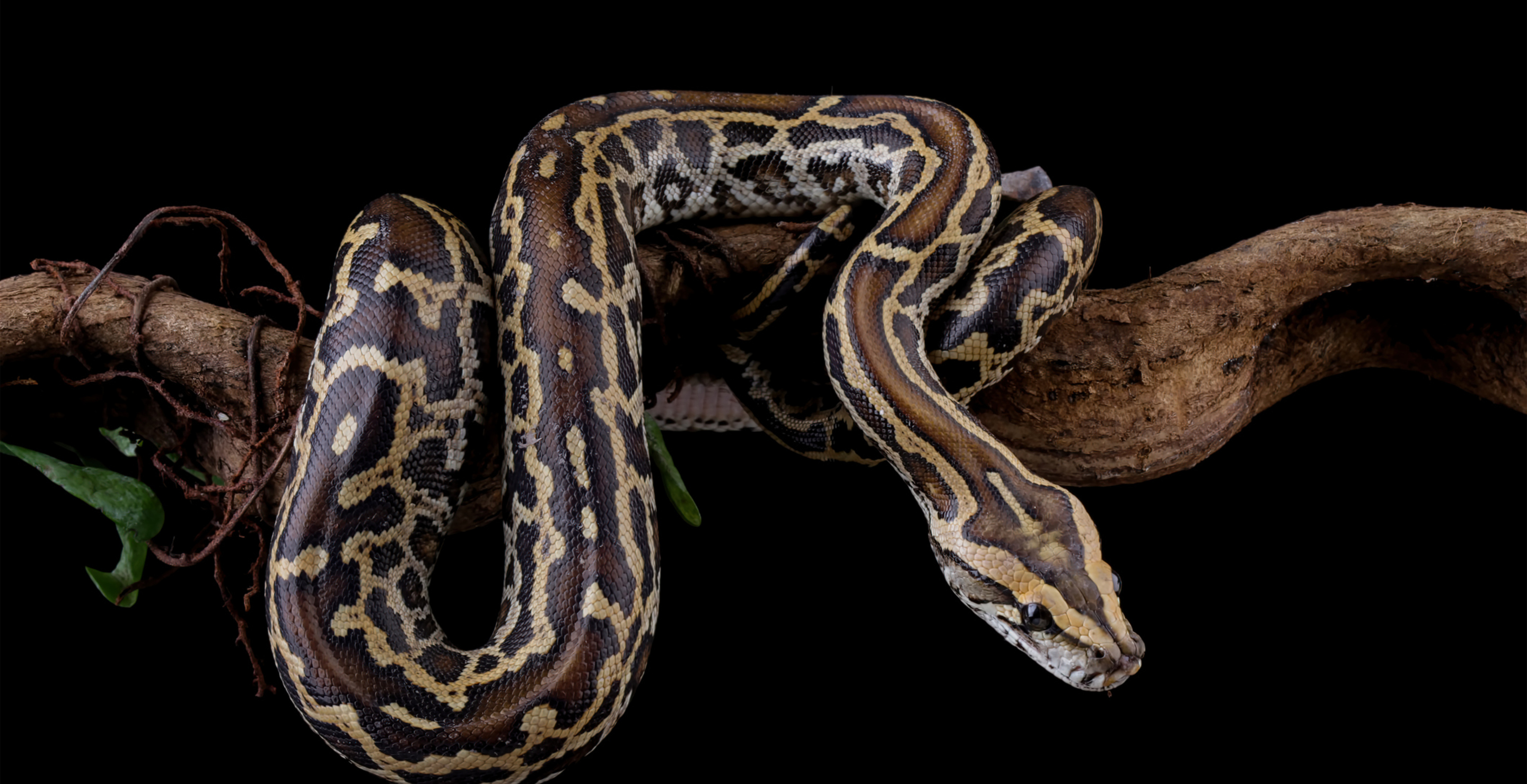 Florida Man Captures Insane Number Of Pythons