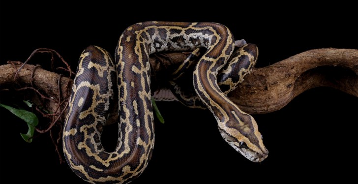 Florida Man Captures Insane Number Of Pythons