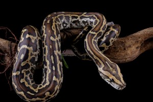 Florida Man Captures Insane Number Of Pythons