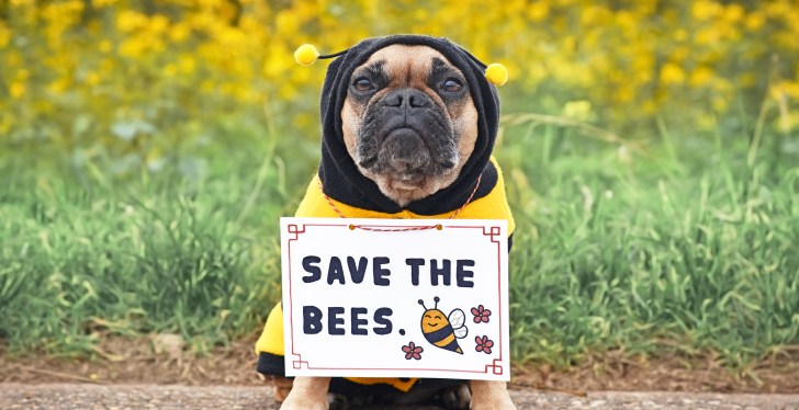 Forget Airbud, This Dog Is A Beekeeper