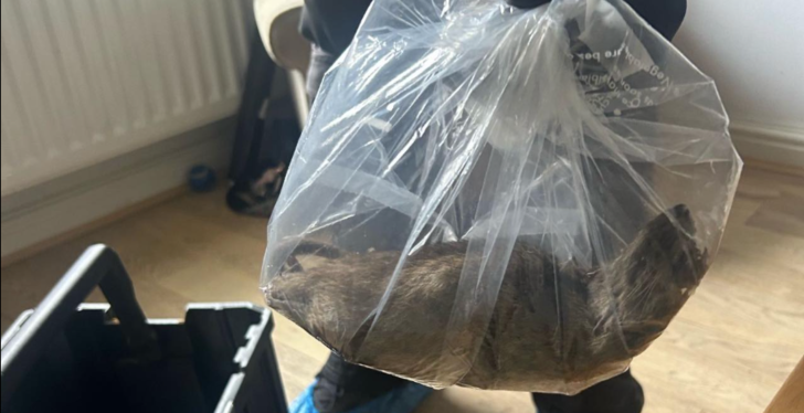 Giant Rat Size Of A Cat Found In People's Apartment