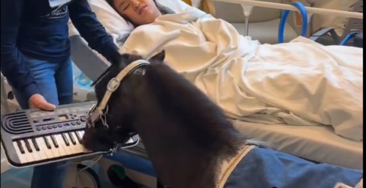 Miniature Horse Plays The Keyboard Of All Things