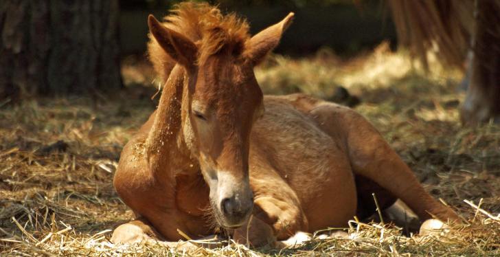 Mom Explains Why She Donated Daughter's Pony To Zoo To Get Eaten