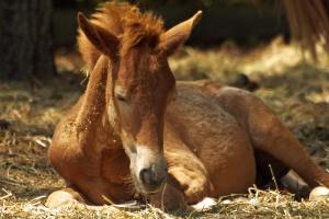 Mom Explains Why She Donated Daughter's Pony To Zoo To Get Eaten