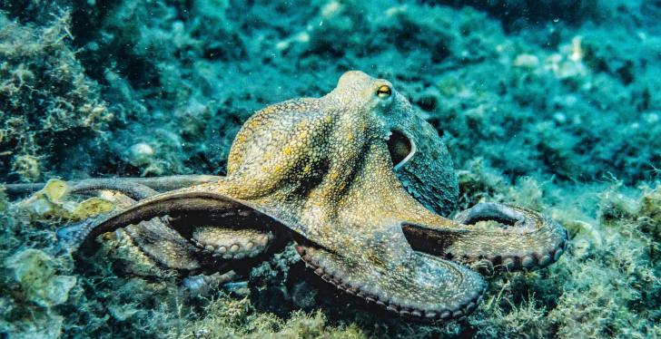 Octopus Attacks 6-Year-Old Boy At Aquarium