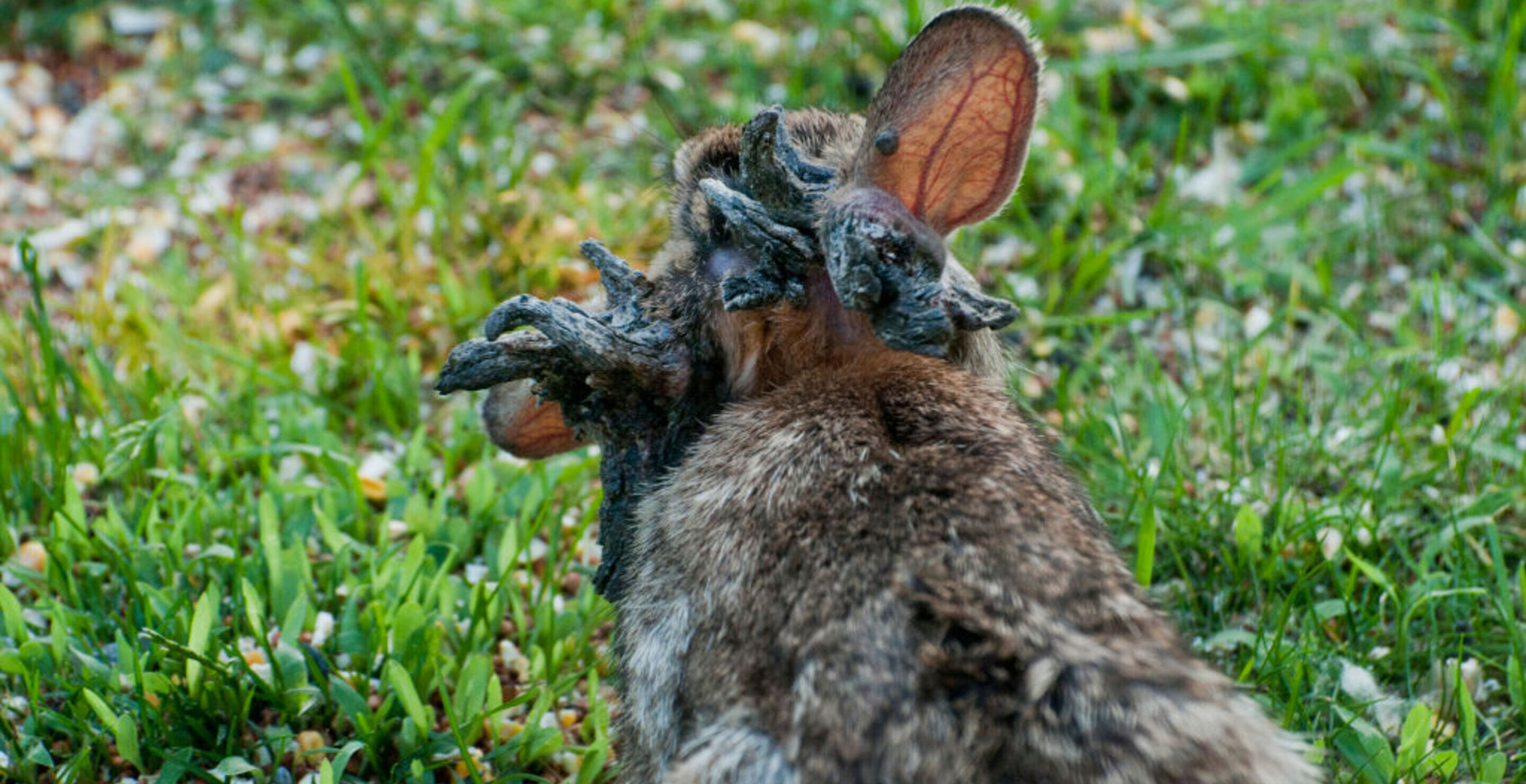 Rabbits The Source Of Nightmares Have Invaded US