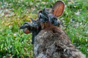 Rabbits The Source Of Nightmares Have Invaded US