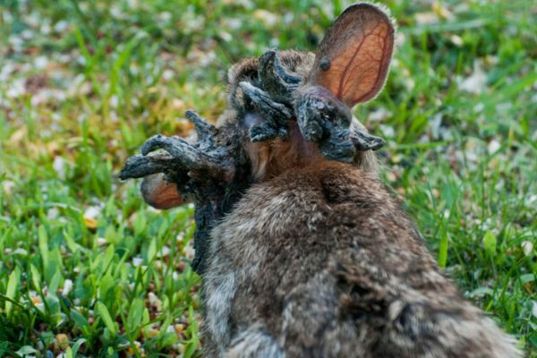 Rabbits The Source Of Nightmares Have Invaded US