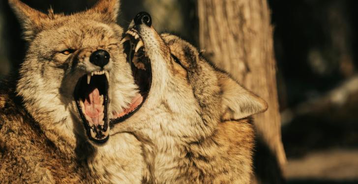 Scarlett Johansson And Adam Driver's 'Marriage Story' Fight Is Being Used To Scare Off Wolves