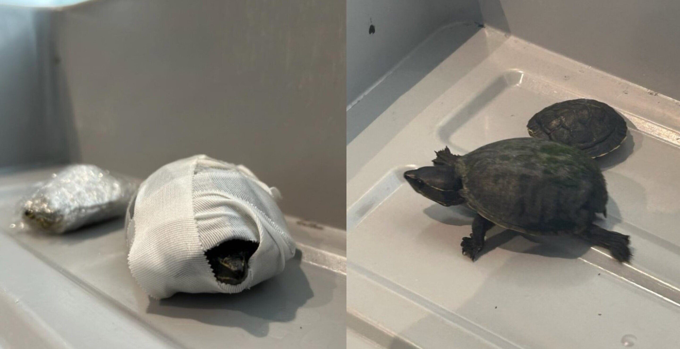 TSA Really Wants People To Stop Trying To Smuggle Animals On Their Bodies