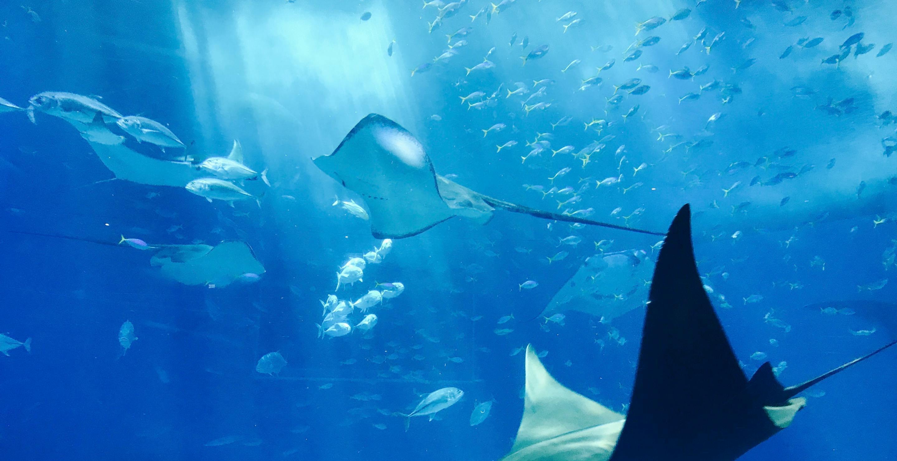 Video Of Fake Aquarium Collapse Totally Fools The Internet