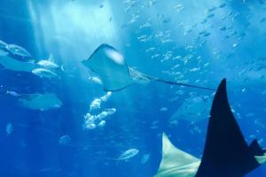 Video Of Fake Aquarium Collapse Totally Fools The Internet