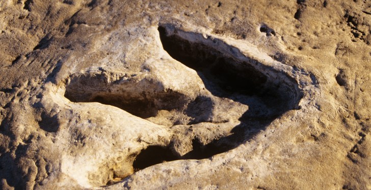 Volunteers Clearing Debris Find Dinosaur Footprints In Texas