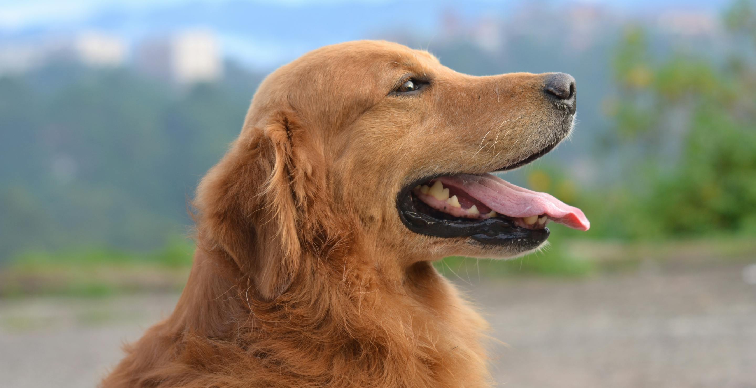Your Dog Could Be The Next Air Bud If You're Lucky
