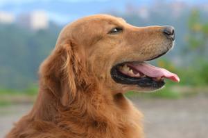 Your Dog Could Be The Next Air Bud If You're Lucky