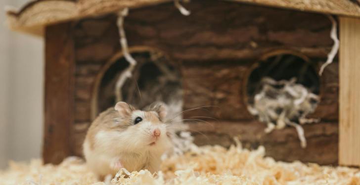 Zoo Really Wants You To Donate Your Pets To Be Eaten As Food